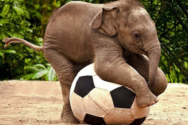 Hayvanların şaşırtan becerileri 8