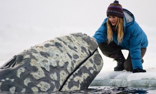 Hayvanların şaşırtan becerileri 9