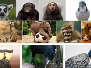 Hayvanların şaşırtan becerileri