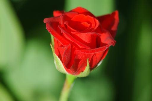 Peygamber Efendimiz (S.A.V)'in  Ramazanı 5