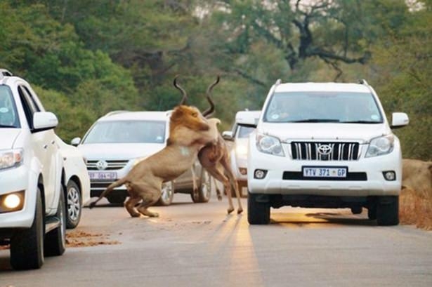 Aslanlar trafikte kudu parçaladı 2