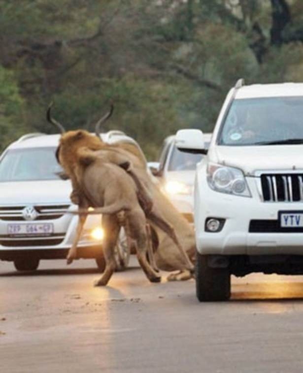 Aslanlar trafikte kudu parçaladı 3