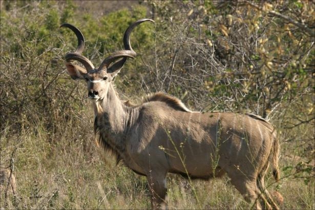Aslanlar trafikte kudu parçaladı 7
