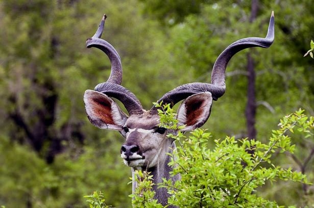 Aslanlar trafikte kudu parçaladı 8