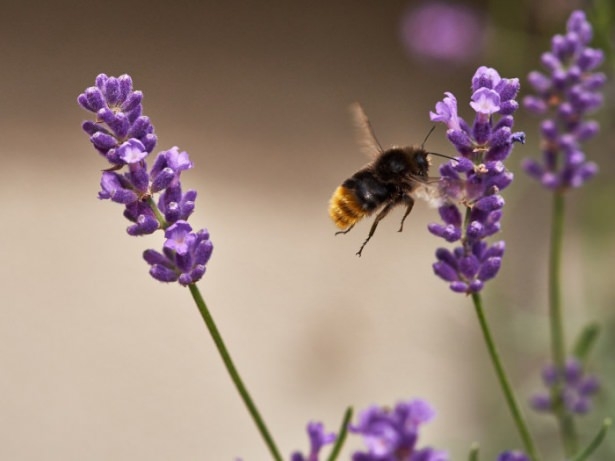 Vahşi doğadan harika kareler 13