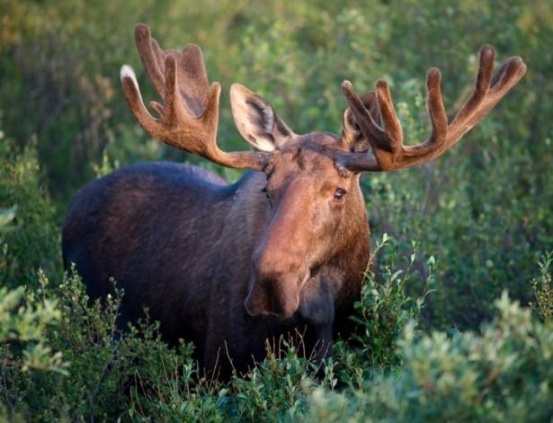 Vahşi doğadan harika kareler 14
