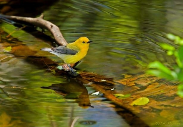 Vahşi doğadan harika kareler 15