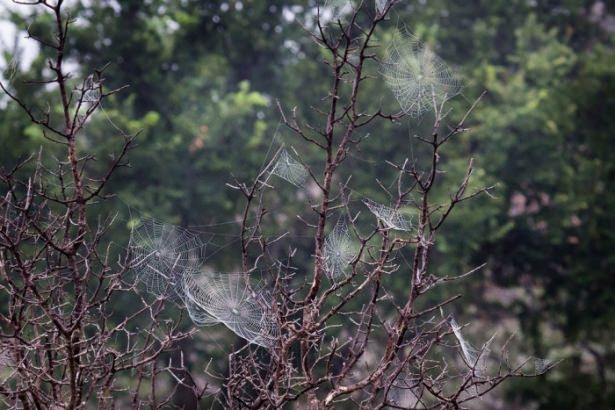 Vahşi doğadan harika kareler 16