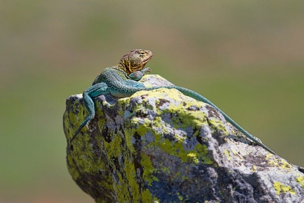 Vahşi doğadan harika kareler 22