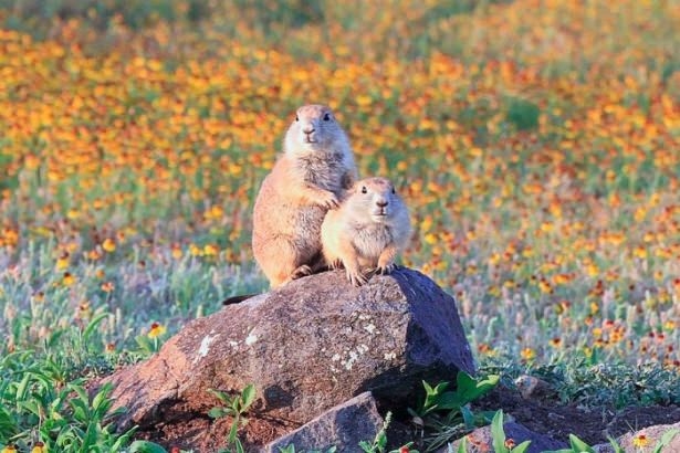 Vahşi doğadan harika kareler 25