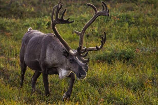 Vahşi doğadan harika kareler 29