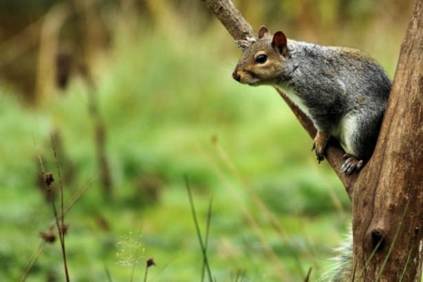 Vahşi doğadan harika kareler 32