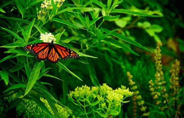 Vahşi doğadan harika kareler 33