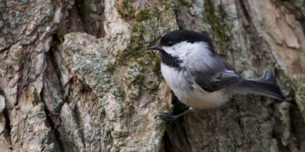 Vahşi doğadan harika kareler 34