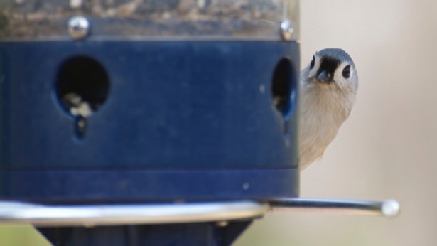 Vahşi doğadan harika kareler 35