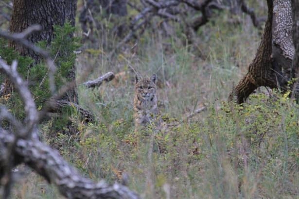 Vahşi doğadan harika kareler 38