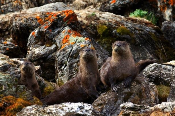 Vahşi doğadan harika kareler 5