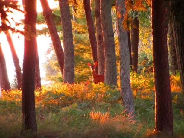 Vahşi doğadan harika kareler 6