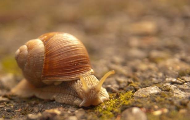 Vahşi doğadan harika kareler 9