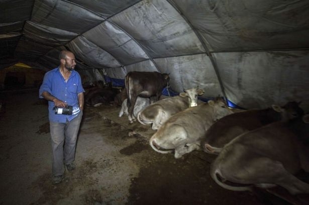 Kurban pazarında zorlu mesai 1