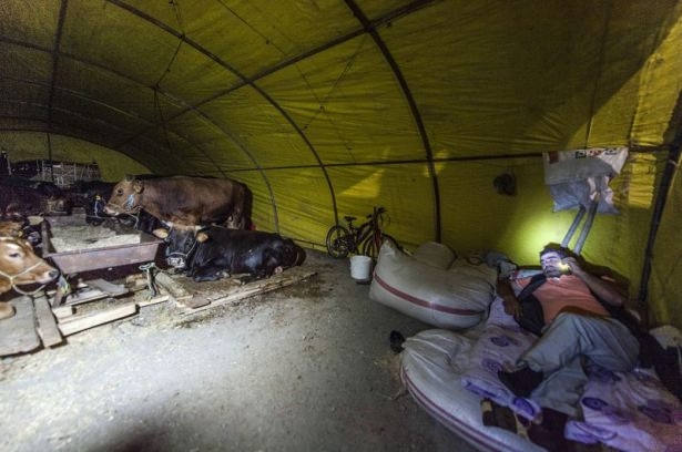 Kurban pazarında zorlu mesai 10