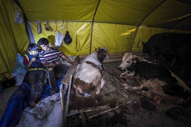 Kurban pazarında zorlu mesai 14