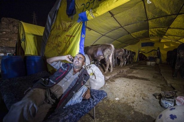 Kurban pazarında zorlu mesai 2