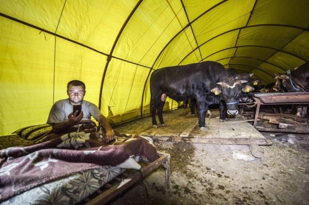 Kurban pazarında zorlu mesai 5