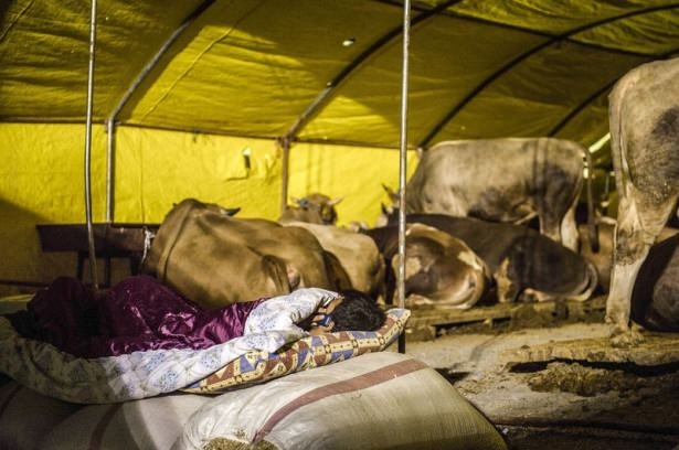 Kurban pazarında zorlu mesai 9