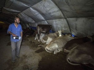 Kurban pazarında zorlu mesai