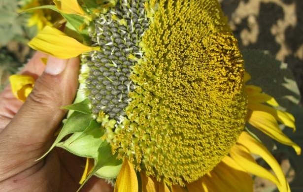 Kuruyemişin hiç bilmediğimiz faydaları 6