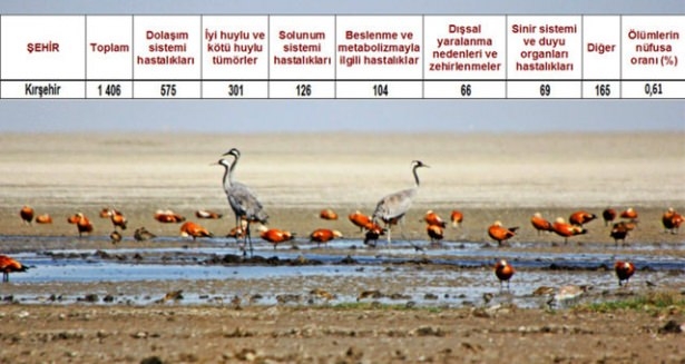 Ölüm oranlarının en yüksek olduğu iller 53