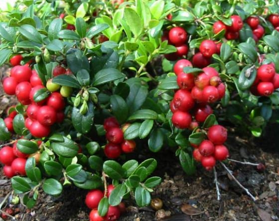 Kanserin düşmanı 34 yiyecek 5