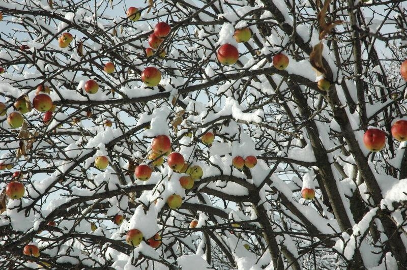 Türkiye'den kar manzaraları 20