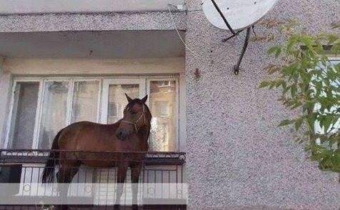 Sosyal medyada kırıp geçen fotoğraflar 64