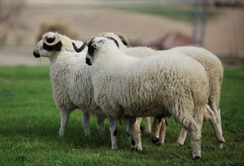İşte 2016'nın resmi tatil günleri 13