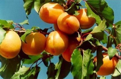 Dünya tarihinin ilkleri ve en önemli bilgileri 27