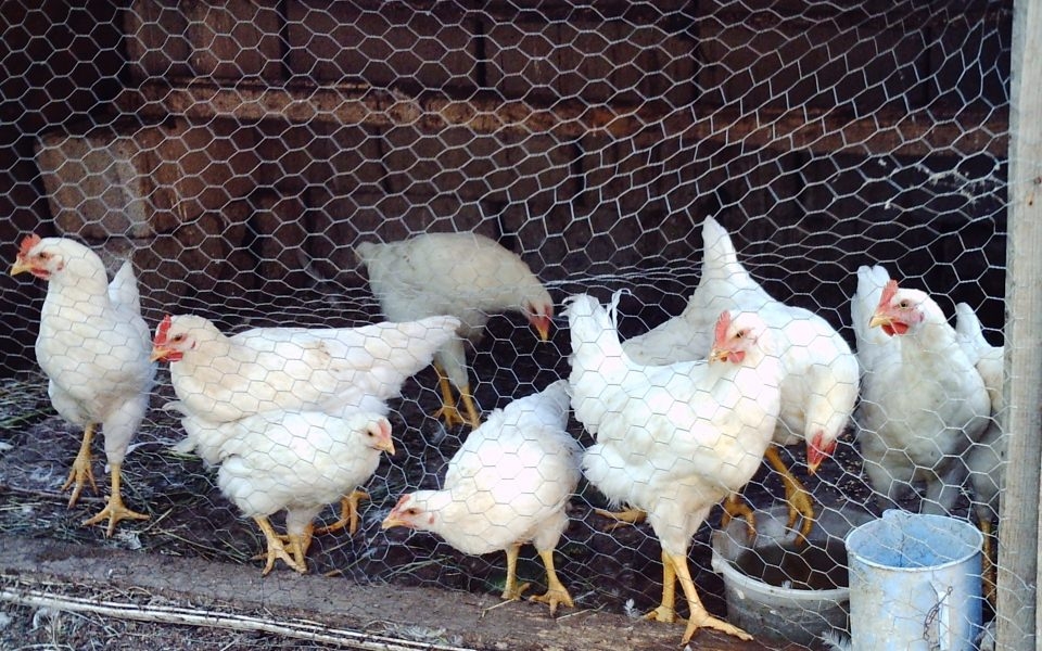 Dünya tarihinin ilkleri ve en önemli bilgileri 7