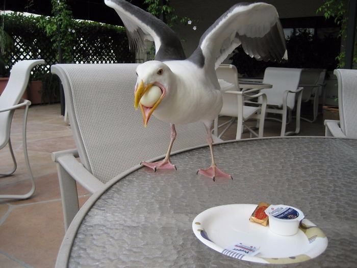 Tam zamanında çekilen harika fotoğraflar 26