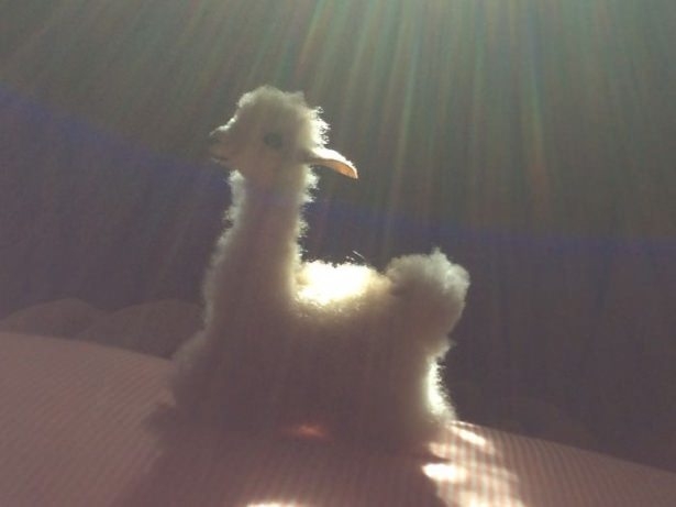 Tam zamanında çekilen harika fotoğraflar 89