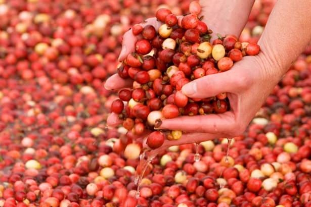 Her derde deva meyve! 17