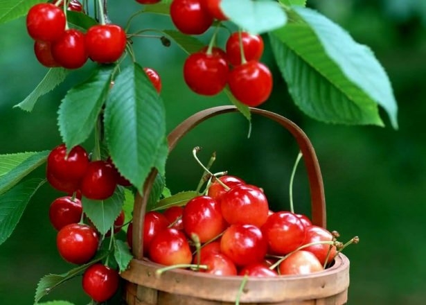 Her derde deva meyve! 3