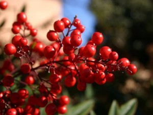 Her derde deva meyve!