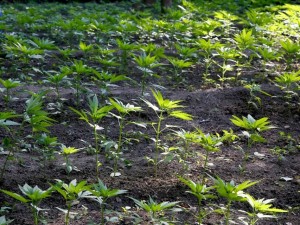 Elleriyle didik didik aradılar