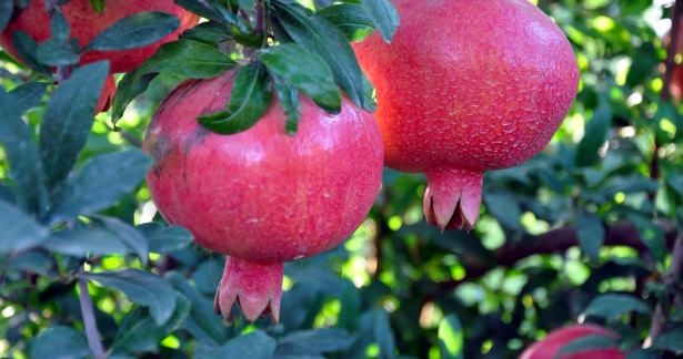 Peygamberimizin en sevdiği yiyecekler 20