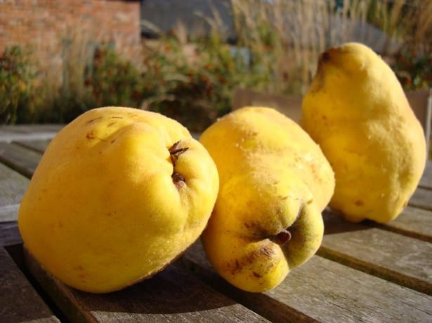 Peygamberimizin en sevdiği yiyecekler 27