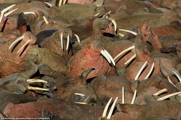 Hayvanların büyük göçlerinden muhteşem kareler 11