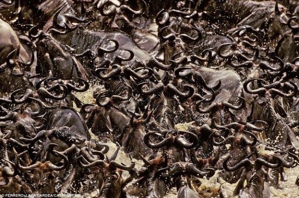 Hayvanların büyük göçlerinden muhteşem kareler 17