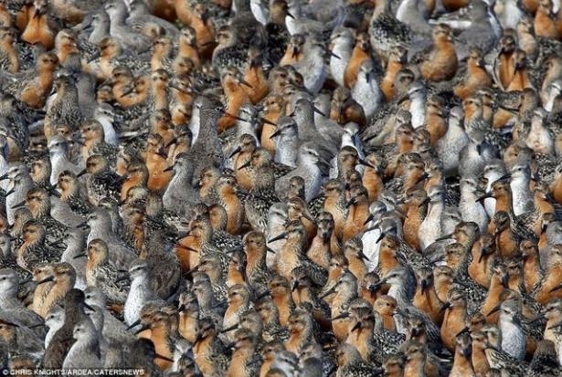 Hayvanların büyük göçlerinden muhteşem kareler 20