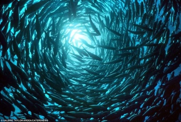 Hayvanların büyük göçlerinden muhteşem kareler 22